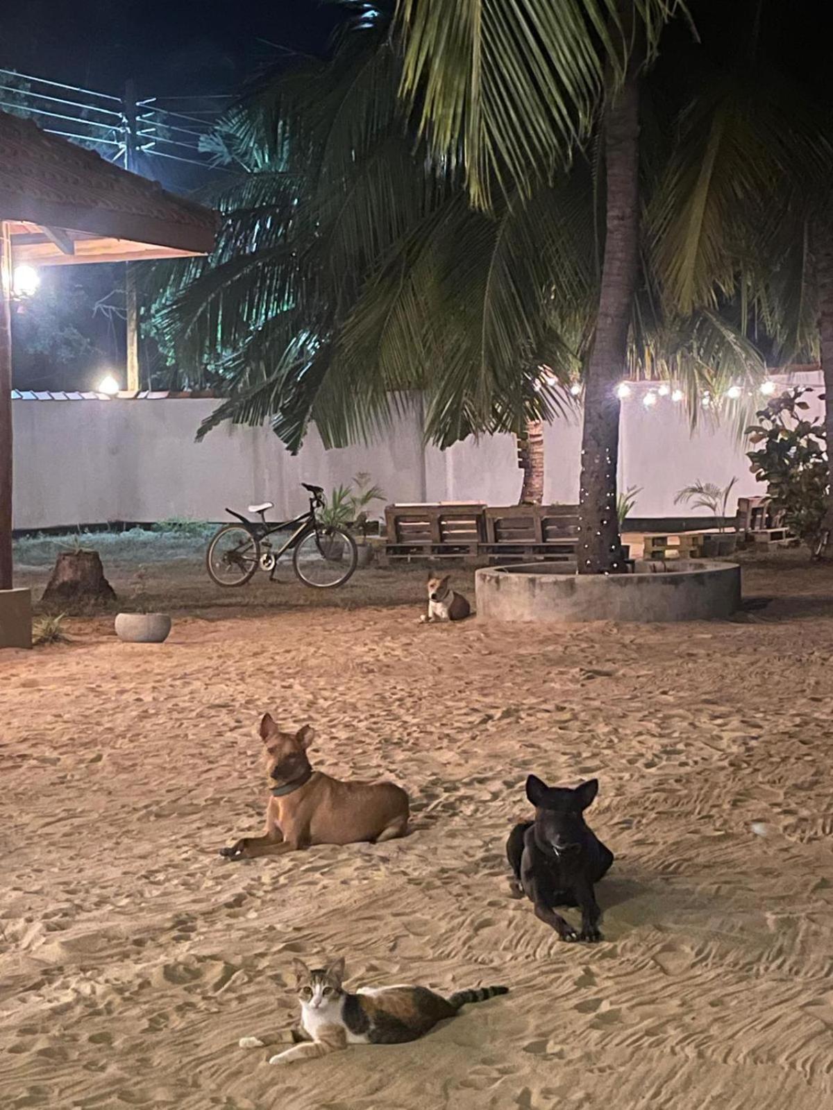 Sea Sand Resort Kalpitiya Bagian luar foto
